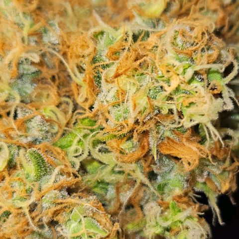 Runtz & Jamaican dream growlog timeline photo