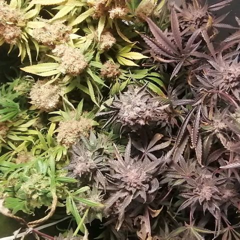 Runtz & Jamaican dream growlog timeline photo