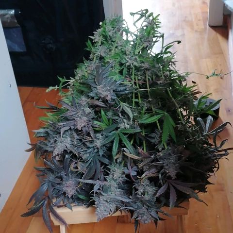 Runtz & Jamaican dream growlog timeline photo