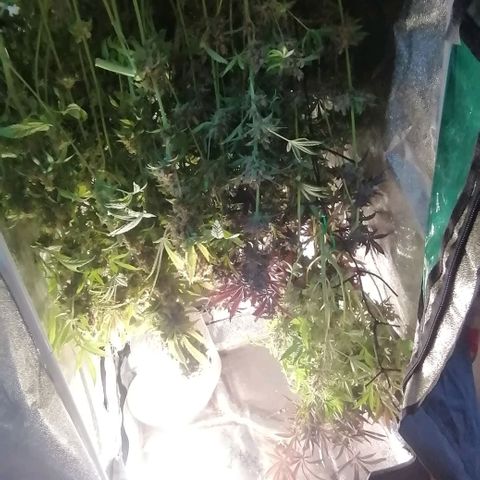 Runtz & Jamaican dream growlog timeline photo