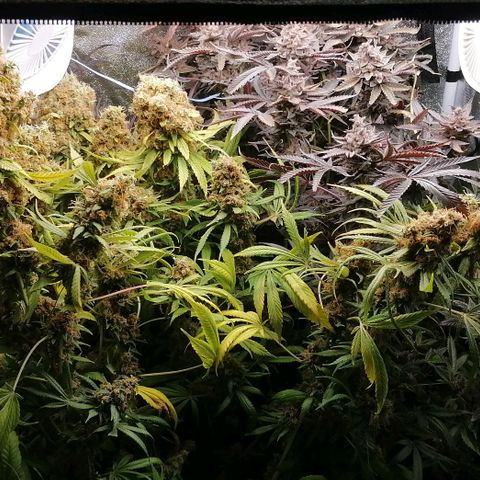 Runtz & Jamaican dream growlog timeline photo