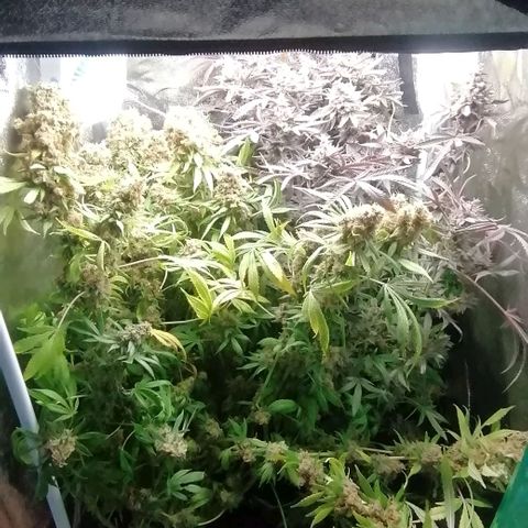 Runtz & Jamaican dream growlog timeline photo