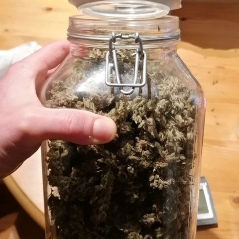Runtz & Jamaican dream growlog photo: Runtz: 106g + 10 de trim