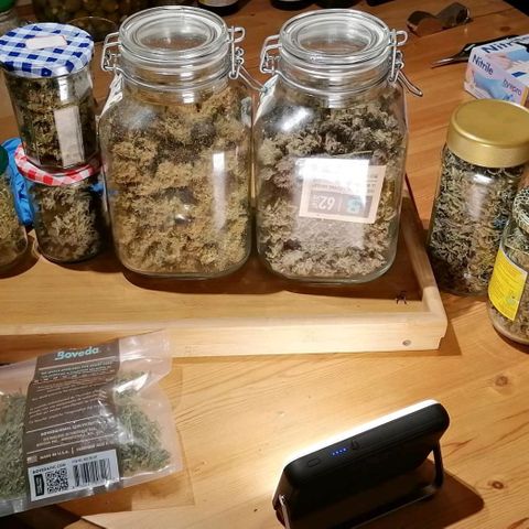 Runtz & Jamaican dream growlog timeline photo