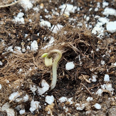 Chungus Medik growlog photo: She has already untangled in a few hours. Wow