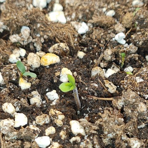 Smol Freeze growlog photo: She'll be open by the end of the day for sure!