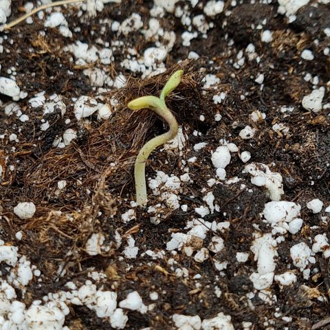 Chungus Medik growlog photo: Starting to turn sideways. Should be up by the end of the day
