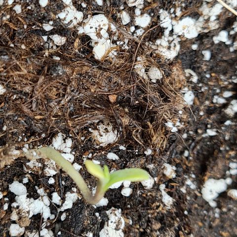 Chungus Medik growlog photo: Starting to turn sideways. Should be up by the end of the day