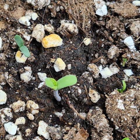 Smol Freeze growlog photo: The perfect little specimen