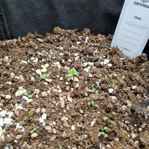 Smol Freeze growlog photo: She open and straight