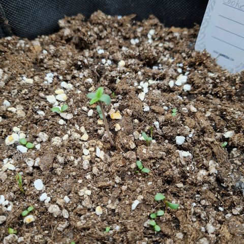 Smol Freeze growlog timeline photo
