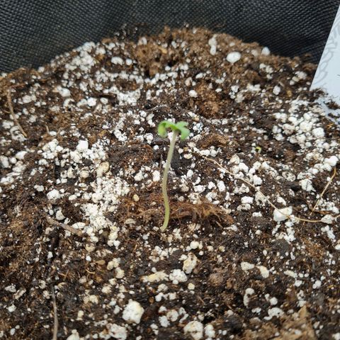 Chungus Medik growlog timeline photo