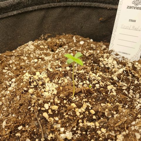 Chungus Medik growlog photo: A bit stretchy
Pointed fan at it to check if yhat helps