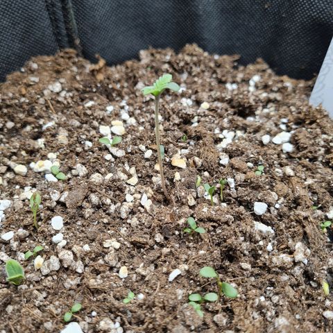 Smol Freeze growlog photo: Also a bit strechier than I'd like but pointed fan and also put light closer