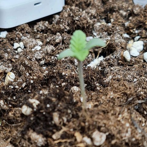 Smol Freeze growlog photo: Covered a bit of the stem to help the strech