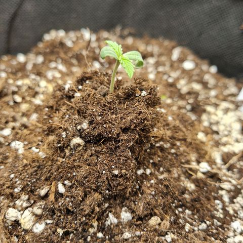 Chungus Medik growlog photo: Covered stem to help support and stretch