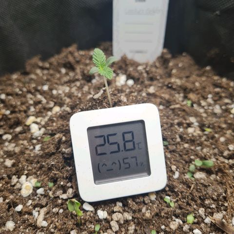 Smol Freeze growlog timeline photo
