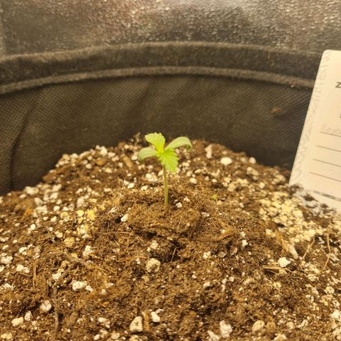 Chungus Medik growlog timeline photo