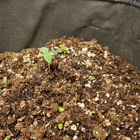 Smol Freeze growlog photo: Surprisingly, she's smaller then her sister