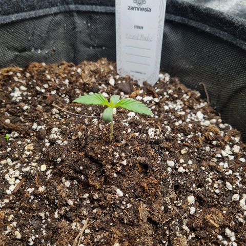 Chungus Medik growlog photo: She's getting big