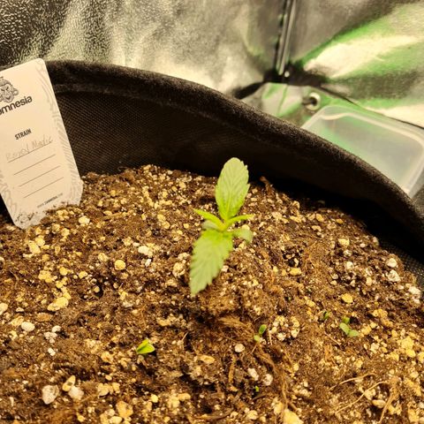 Chungus Medik growlog timeline photo