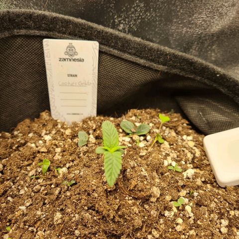 Smol Freeze growlog timeline photo