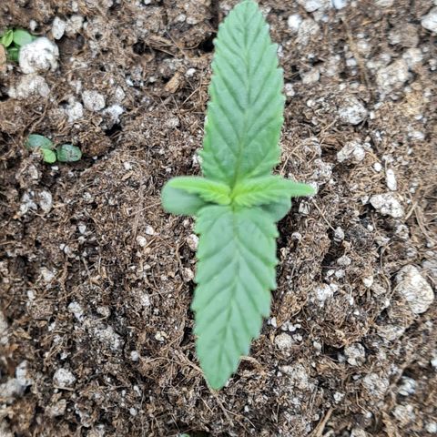 Smol Freeze growlog timeline photo