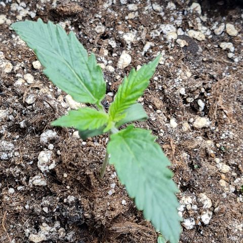 Chungus Medik growlog timeline photo