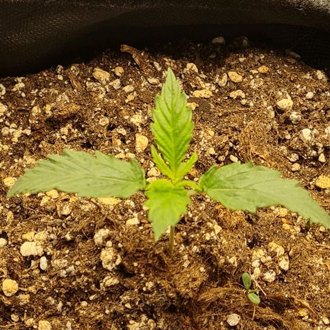 Chungus Medik growlog photo: She's growing the first true leaves <3