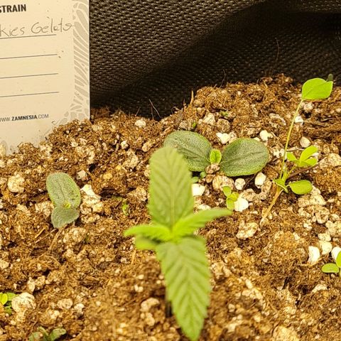 Smol Freeze growlog photo: She's the smallest but oh she's the prettiest by a longshot