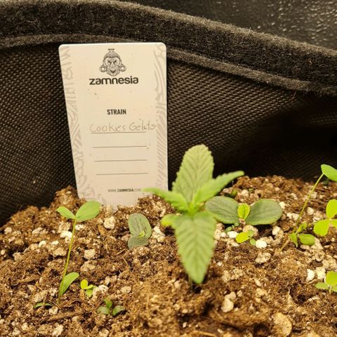 Smol Freeze growlog timeline photo