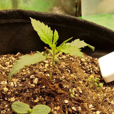 Chungus Medik growlog timeline photo