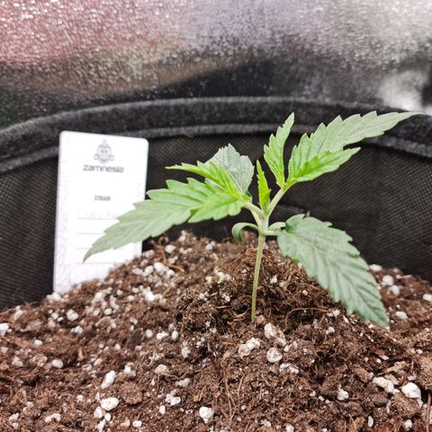 Chungus Medik growlog timeline photo