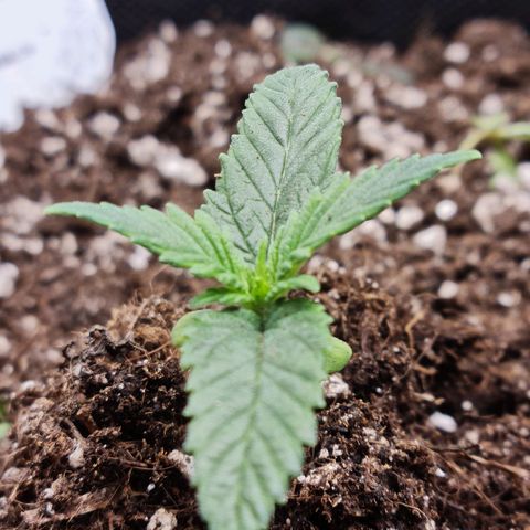 Smol Freeze growlog timeline photo