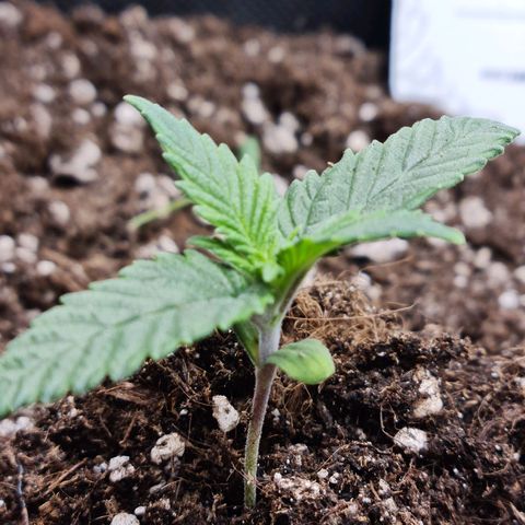 Smol Freeze growlog timeline photo