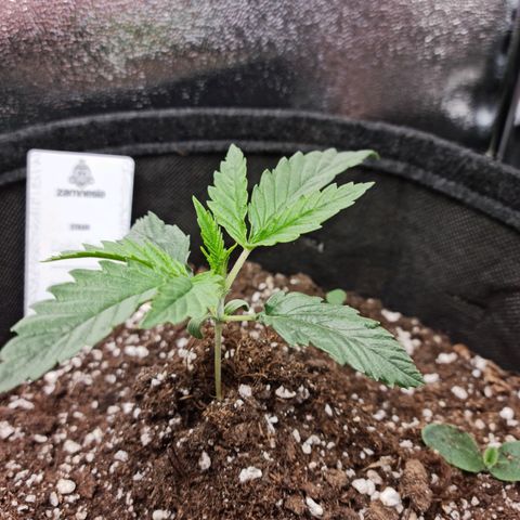 Chungus Medik growlog timeline photo