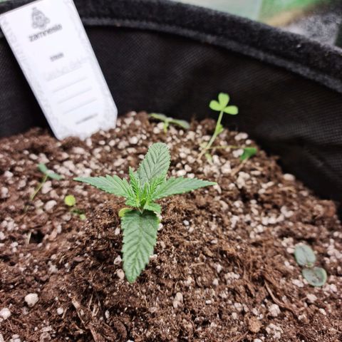 Smol Freeze growlog timeline photo
