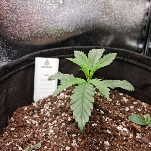 Chungus Medik growlog timeline photo