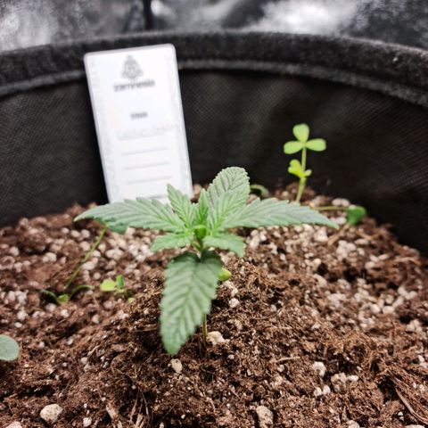 Smol Freeze growlog timeline photo