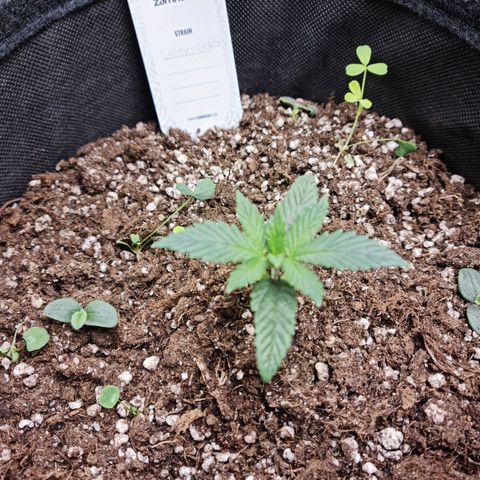 Smol Freeze growlog timeline photo