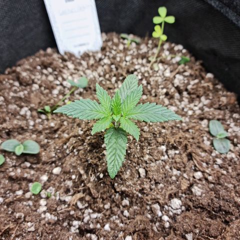Smol Freeze growlog timeline photo