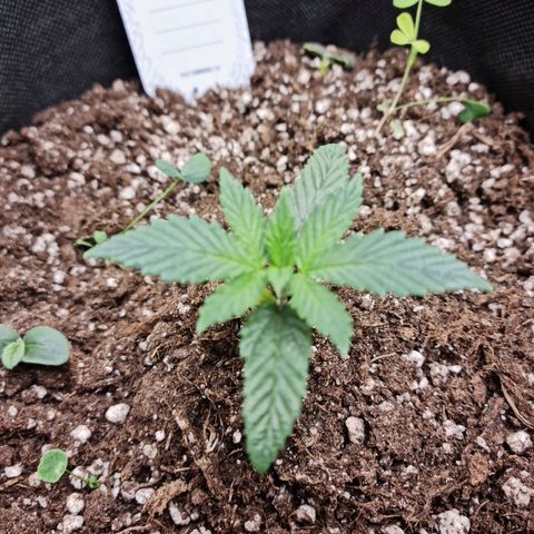 Smol Freeze growlog timeline photo