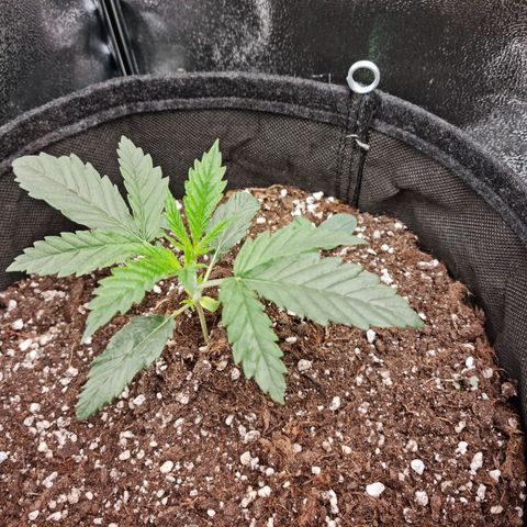 Chungus Medik growlog timeline photo