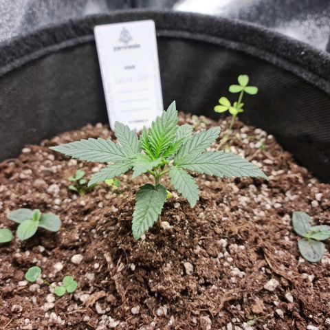 Smol Freeze growlog timeline photo