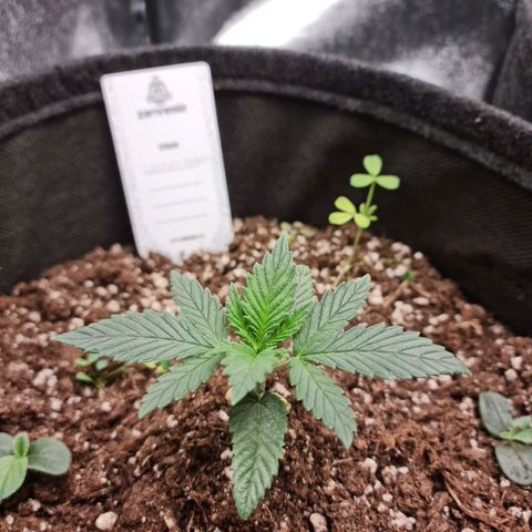 Smol Freeze growlog timeline photo