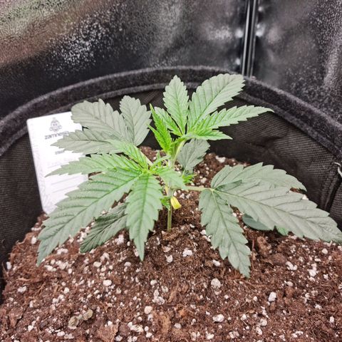 Chungus Medik growlog timeline photo