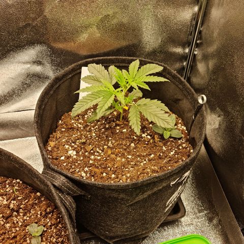 Chungus Medik growlog timeline photo