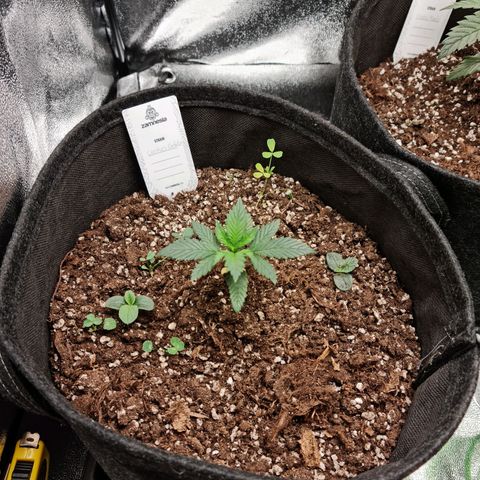 Smol Freeze growlog timeline photo