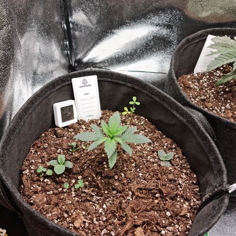 Smol Freeze growlog timeline photo