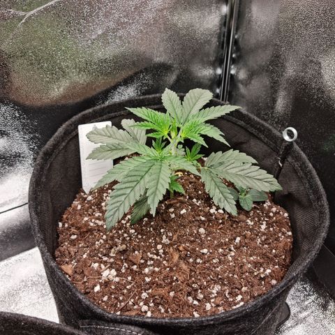 Chungus Medik growlog timeline photo